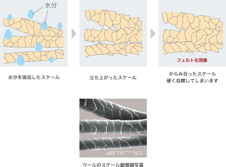 フェルト化現象