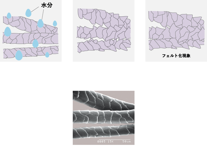 フェルト化現象