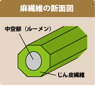 麻繊維の断面図