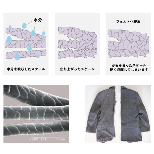 フェルト化現象のメカニズム